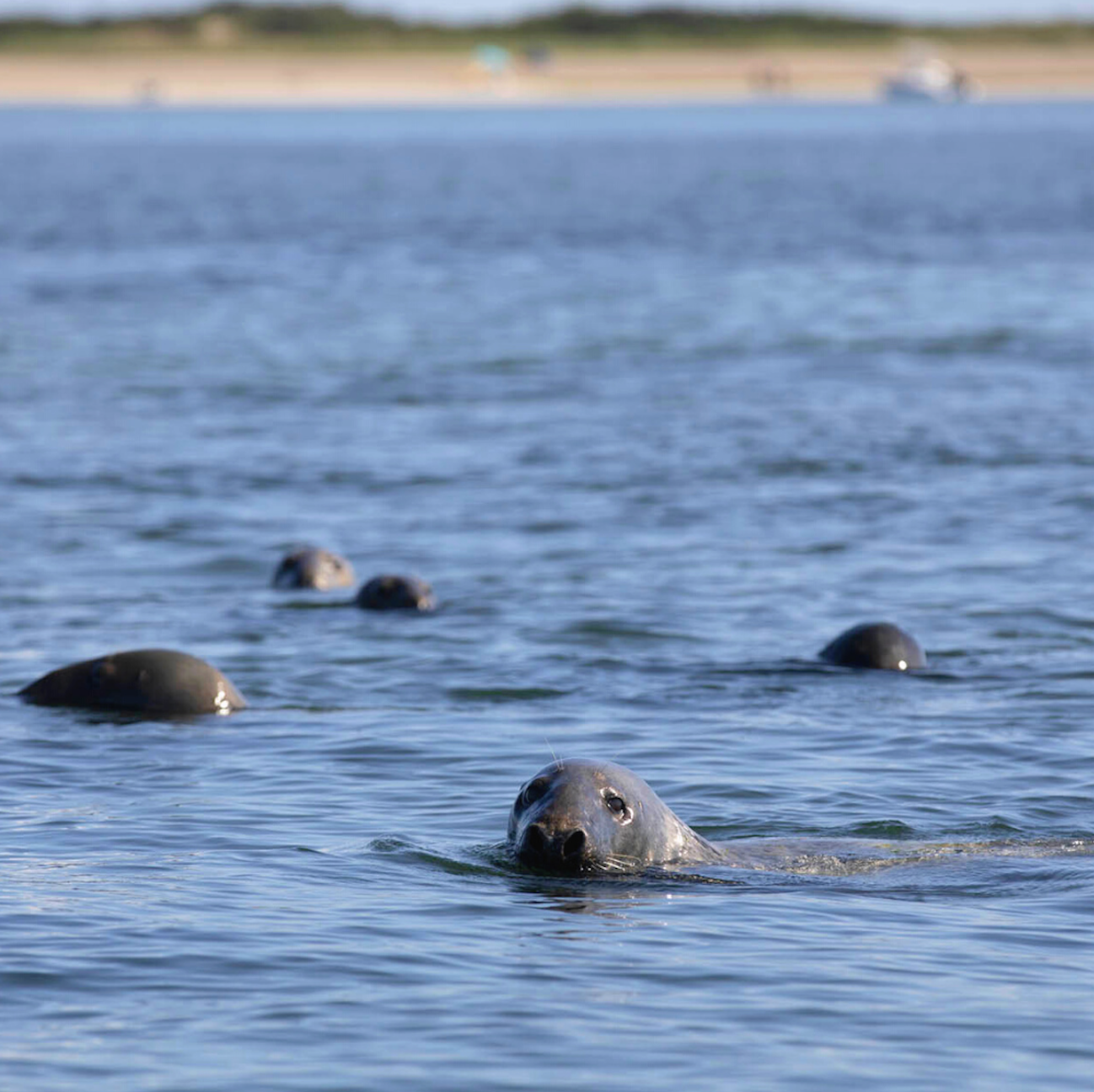 Seals in Provincetown Harbor
