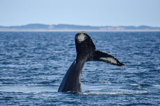 Whale Watching in Provincetown