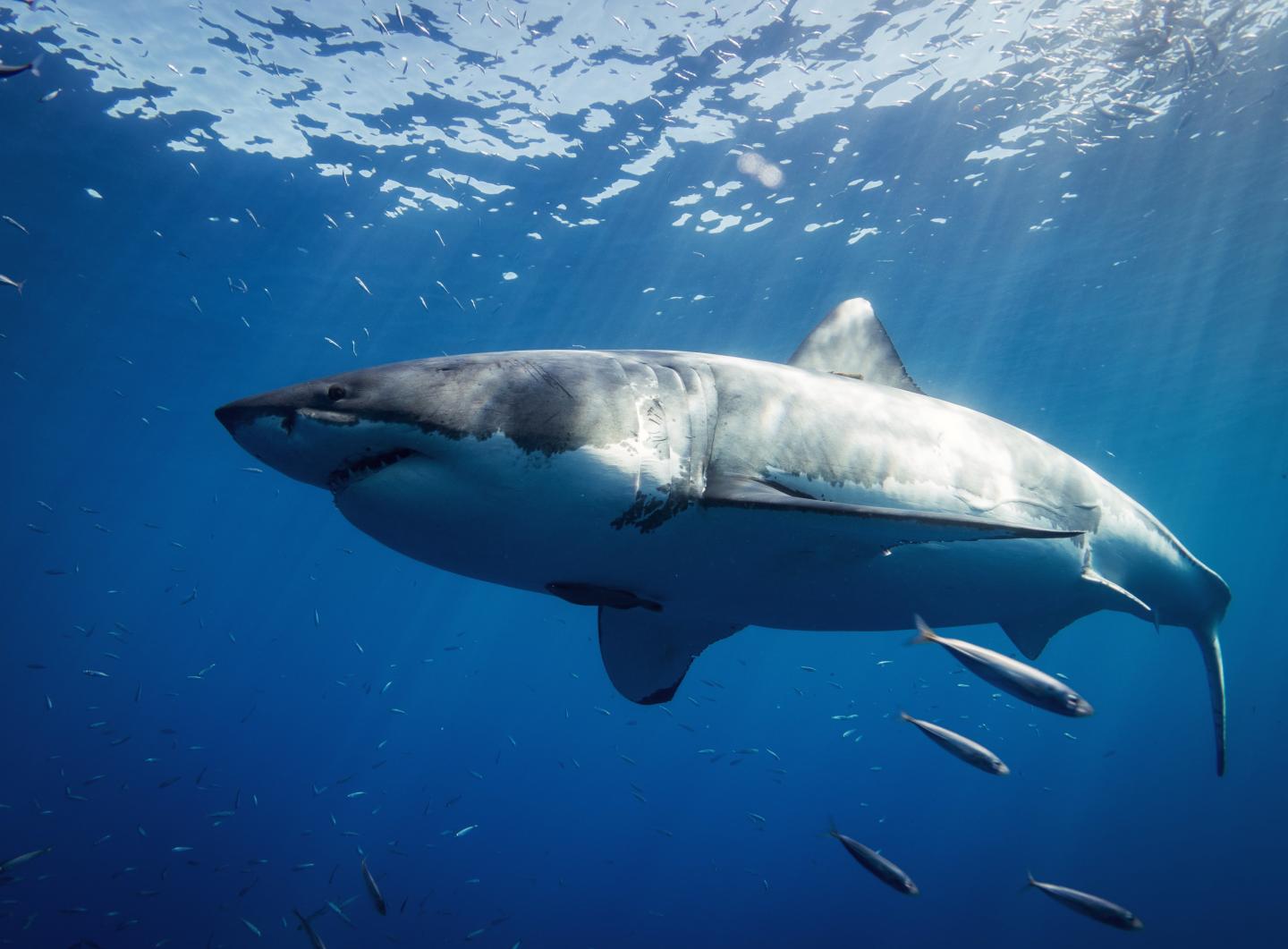 White Shark