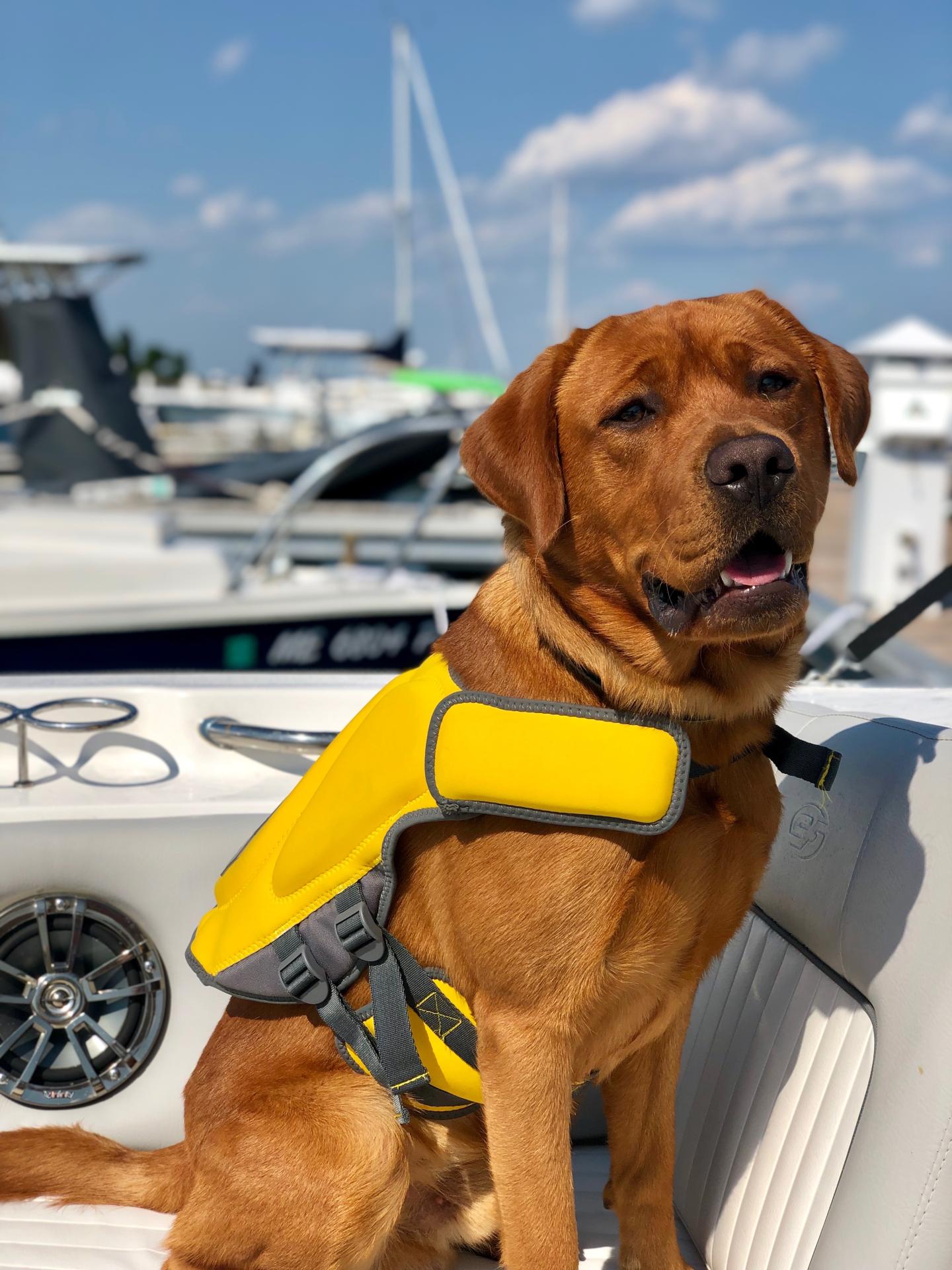 Dog in a lifejacket